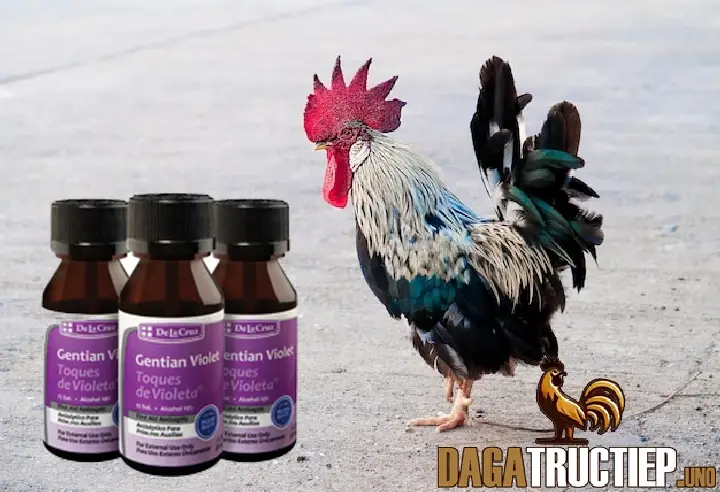 Dùng thuốc Violet chữa kén mép