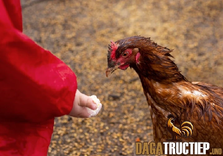 Phương Pháp Chữa Mốc Gà Chọi Hiệu Quả Từ Chuyên Gia 1 Nguyên nhân và dấu hiệu nhận biết mốc gà chọi