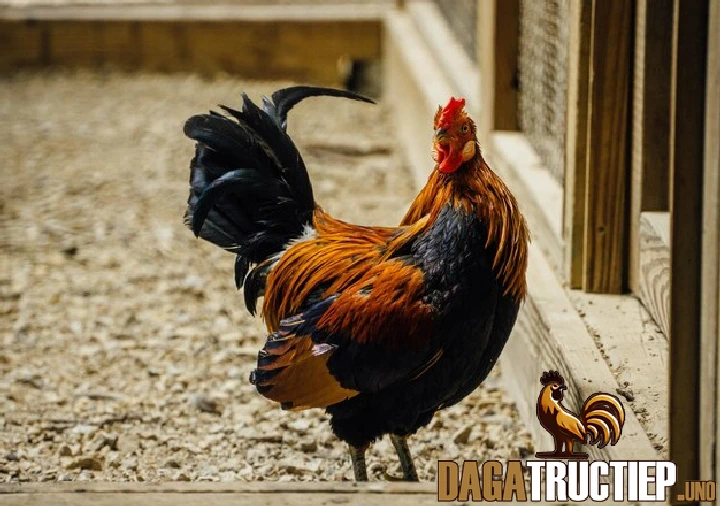 Phương Pháp Chữa Mốc Gà Chọi Hiệu Quả Từ Chuyên Gia 2 3 cách trị mốc cho gà chọi hiệu quả từ chuyên gia chia sẻ