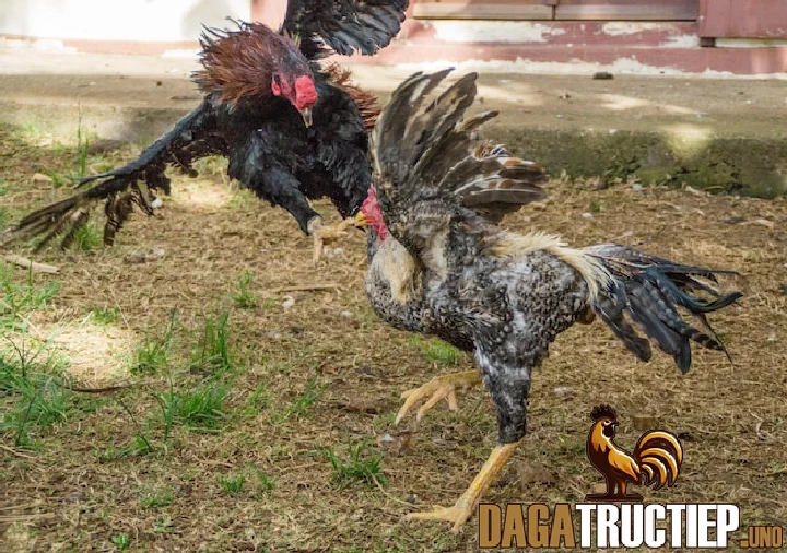 Lối đá vòng cung (Đá đập cánh)