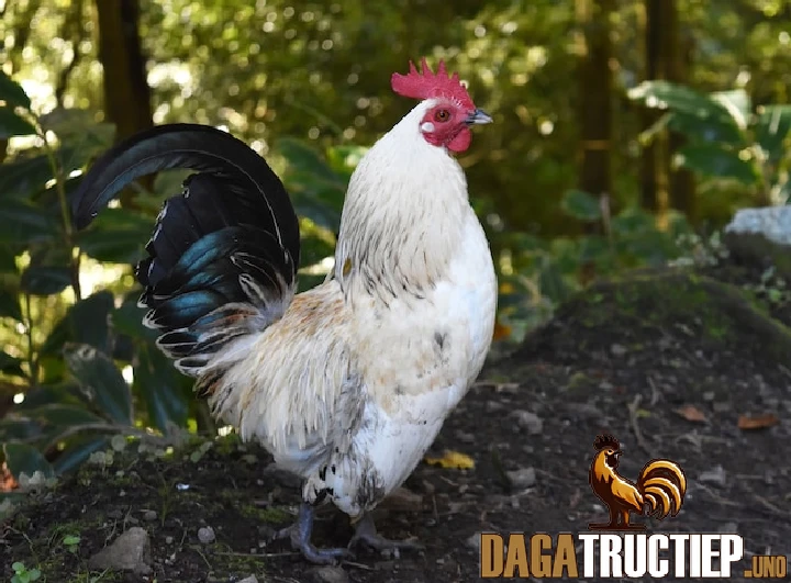 Cách để nhận diện lối đá phù hợp với từng trận đấu