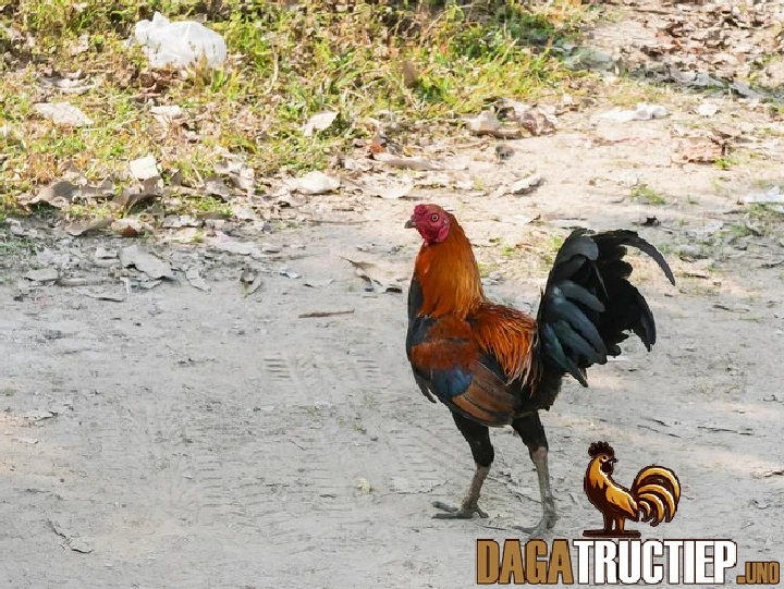 Lối đá gà chọi phổ biến và cách nhận biết