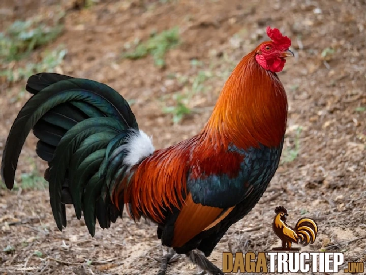 Một số lưu ý khi tập lực cho gà đá