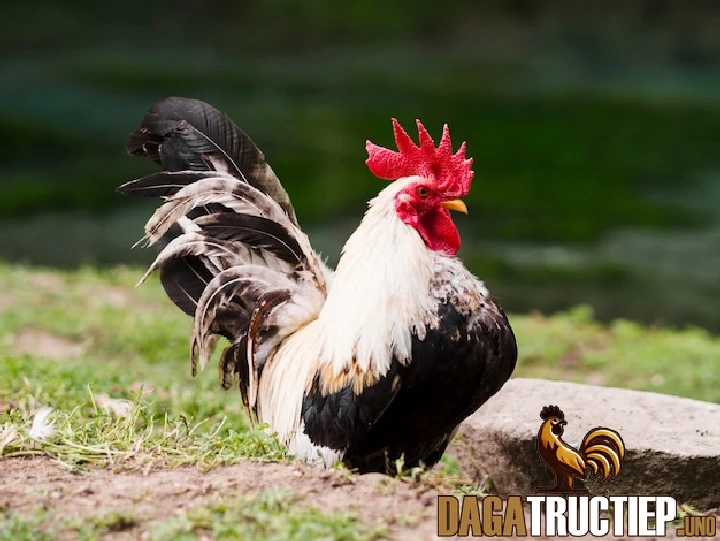 Tổng hợp một số cách tập lực cho gà chọi chuẩn nhất