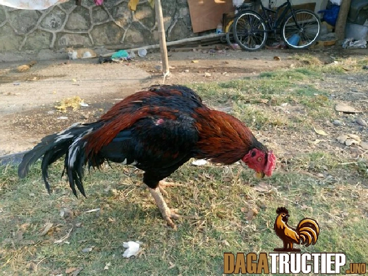 Đeo Tạ Chân Cho Gà Đá - Phương Pháp Rèn Luyện Hiệu Quả 3 Cách thức đeo tạ vào chân cho gà đá một cách chuẩn nhất