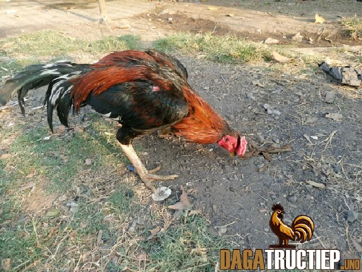 Đeo Tạ Chân Cho Gà Đá - Phương Pháp Rèn Luyện Hiệu Quả 2 Đeo tạ khi tập luyện nâng cao độ bền bỉ cho gà