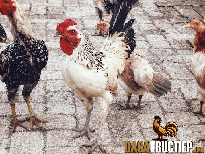 Kinh Nghiệm Chọn Gà Chọi - Mẹo Tăng Khả Năng CHiến Thắng 3 Mẹo chọn gà chọi theo tiếng gáy