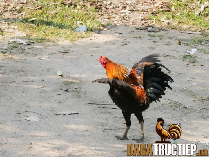 Kinh Nghiệm Chọn Gà Chọi - Mẹo Tăng Khả Năng CHiến Thắng 2 Kinh nghiệm chọn gà chọi thông qua thế đá