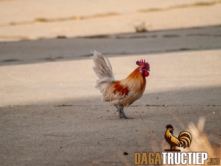 Kinh Nghiệm Chọn Gà Chọi - Mẹo Tăng Khả Năng CHiến Thắng 1 4 lý do người chơi cần biết chọn gà chọi