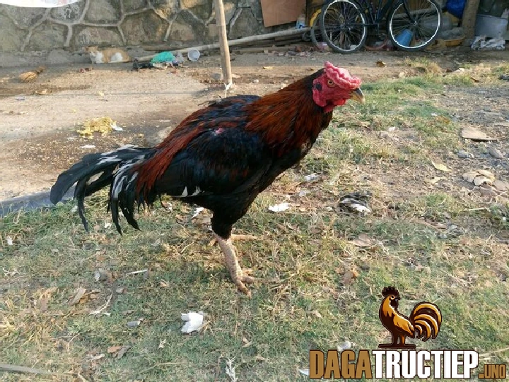 Ngũ Cốc Cho Gà Đá Sư Kê Cần Biết Để Nuôi Gà Chọi Tốt 2 Ngũ cốc dành cho gà đá sau trận đấu