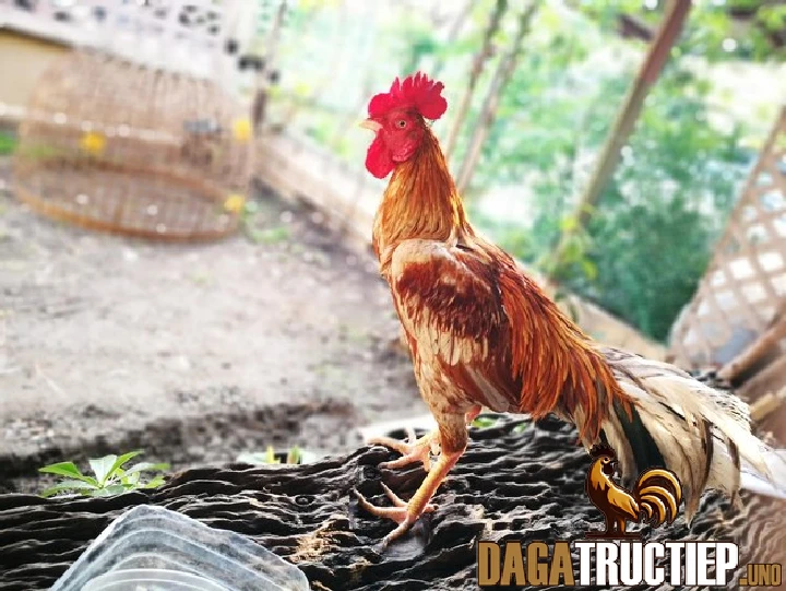 Ngũ Cốc Cho Gà Đá Sư Kê Cần Biết Để Nuôi Gà Chọi Tốt 3 Lưu ý khi thực hiện trộn ngũ cốc