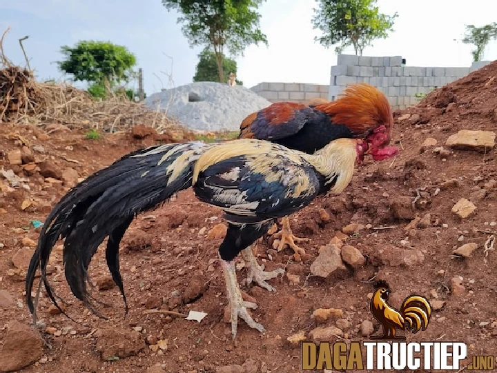 Ngũ Cốc Cho Gà Đá Sư Kê Cần Biết Để Nuôi Gà Chọi Tốt 1 Những loại ngũ cốc cho gà đá và công thức trộn