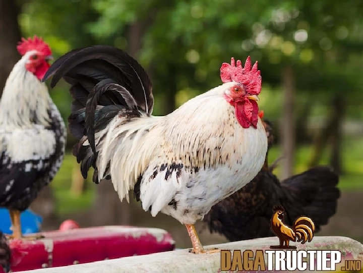 Hướng Dẫn Cách Ngâm Rượu Thuốc Cho Gà Chọi Hiệu Quả 3 Cách ngâm rượu thuốc cho gà chọi được nhiều người sử dụng hiện nay