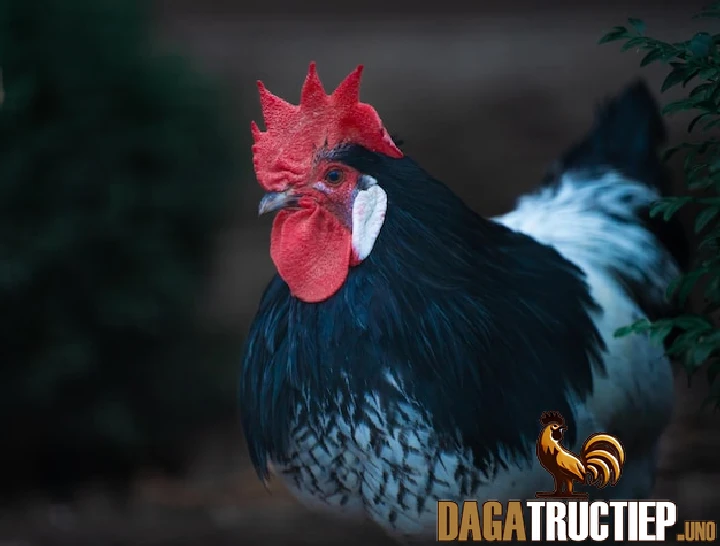 Hướng Dẫn Cách Ngâm Rượu Thuốc Cho Gà Chọi Hiệu Quả 1 Lợi ích của việc ngâm rượu thuốc cho gà chọi là gì?