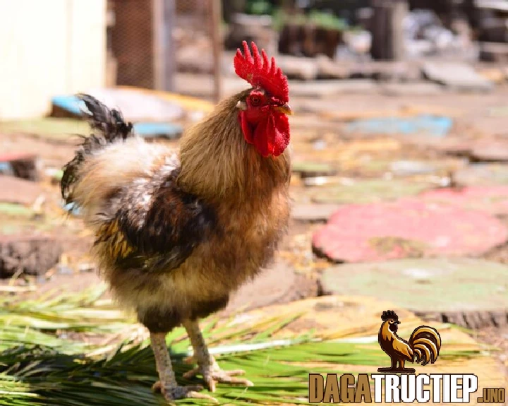 Bí Quyết Xem Vảy Gà Chọi Tốt Cực Chuẩn Từ Chuyên Gia 2 Bí quyết xem vảy gà hiệu quả