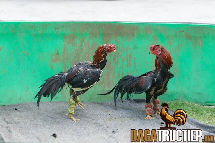 Đeo Tạ Chân Cho Gà Đá - Phương Pháp Rèn Luyện Hiệu Quả 1 Khái niệm về đeo tạ chân cho gà đá