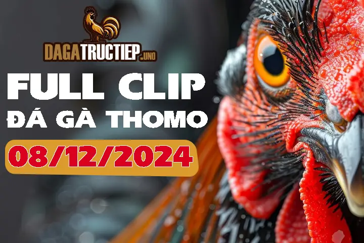 Full Video Đá Gà Thomo C1 Ngày 08/12/2024