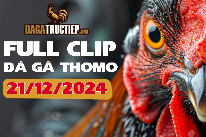 Full Video Đá Gà Thomo C1 Ngày 21/12/2024