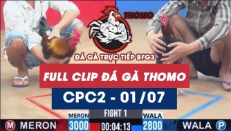 Video đá gà trực tiếp thomo CPC2 ngày 01072026