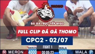 Video đá gà trực tiếp thomo CPC2 ngày 02072026