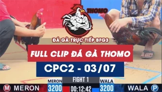 Video đá gà trực tiếp thomo CPC2 ngày 03072026