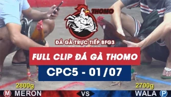 Video đá gà trực tiếp thomo CPC5 ngày 01072026