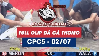 Video đá gà trực tiếp thomo CPC5 ngày 02072026
