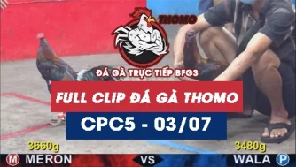 Video đá gà trực tiếp thomo CPC5 ngày 03072026